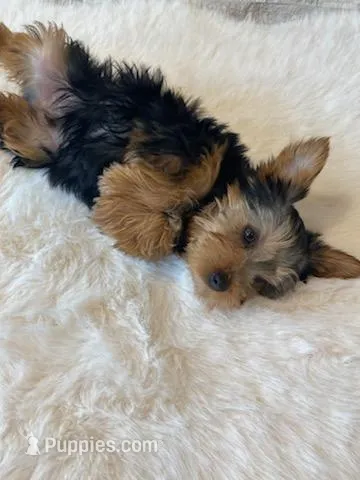 AKC Yorkie Finn + Potty Trained – Yorkshire Terrier puppy for sale in Schaumburg, IL