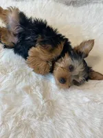 AKC Yorkie Finn Microchip, a male Yorkshire Terrier for sale in Schaumburg, IL – Photo 1 of 10