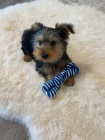 AKC Yorkie Finn Microchip, a male Yorkshire Terrier for sale in Schaumburg, IL – Photo 1 of 10