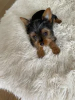 Full AKC Yorkie Teacup Stella, a female Yorkshire Terrier for sale in Schaumburg, IL – Photo 8 of 10