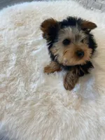 AKC Yorkie Finn Microchip, a male Yorkshire Terrier for sale in Schaumburg, IL – Photo 9 of 10