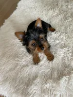 Full AKC Yorkie Teacup Stella, a female Yorkshire Terrier for sale in Schaumburg, IL – Photo 4 of 10