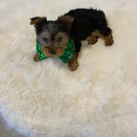 Potty Trained AKC Yorkie Finn, a male Yorkshire Terrier for sale in Schaumburg, IL – Photo 3 of 7