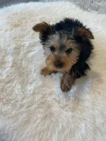 AKC Yorkie Finn Microchip, a male Yorkshire Terrier for sale in Schaumburg, IL – Photo 6 of 10