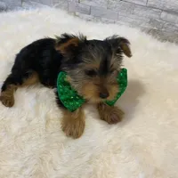 Potty Trained AKC Yorkie Finn, a male Yorkshire Terrier for sale in Schaumburg, IL – Photo 5 of 7