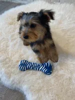 AKC Yorkie Finn Microchip, a male Yorkshire Terrier for sale in Schaumburg, IL – Photo 5 of 10