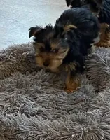 Full AKC Yorkie Finn, a male Yorkshire Terrier for sale in Schaumburg, IL – Photo 2 of 9