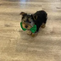 Potty Trained AKC Yorkie Finn, a male Yorkshire Terrier for sale in Schaumburg, IL – Photo 6 of 7