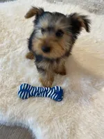 AKC Yorkie Finn Microchip, a male Yorkshire Terrier for sale in Schaumburg, IL – Photo 5 of 10