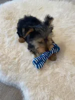 AKC Yorkie Finn Microchip, a male Yorkshire Terrier for sale in Schaumburg, IL – Photo 4 of 10