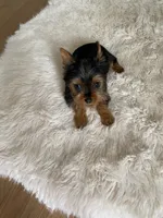 Full AKC Yorkie Teacup Stella, a female Yorkshire Terrier for sale in Schaumburg, IL – Photo 6 of 10