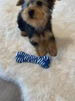 AKC Yorkie Finn Microchip, a male Yorkshire Terrier for sale in Schaumburg, IL – Photo 3 of 10