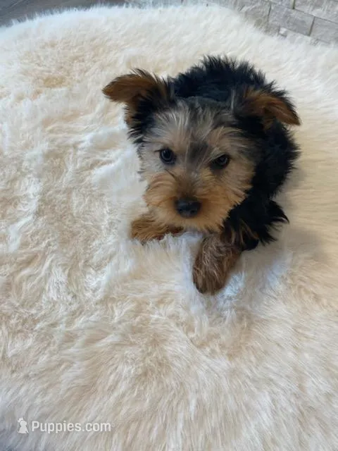 Full AKC  Finn Microchip – Yorkshire Terrier puppy for sale in Schaumburg, IL