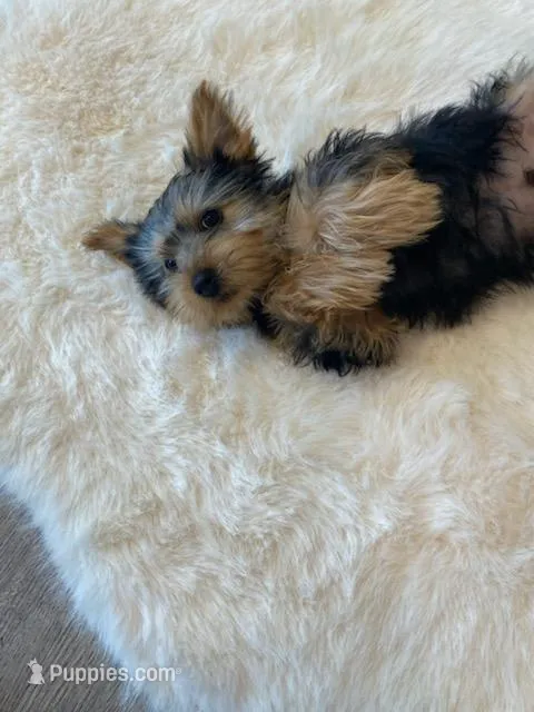 AKC Yorkie Finn Microchip – Yorkshire Terrier puppy for sale in Schaumburg, IL