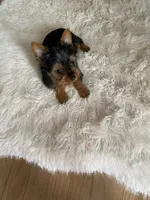 Full AKC Yorkie Teacup Stella, a female Yorkshire Terrier for sale in Schaumburg, IL – Photo 5 of 10