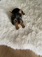 Full AKC Yorkie Teacup Stella, a female Yorkshire Terrier for sale in Schaumburg, IL – Photo 3 of 10