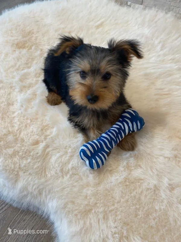 AKC Yorkie Finn Microchip – Yorkshire Terrier puppy for sale in Schaumburg, IL
