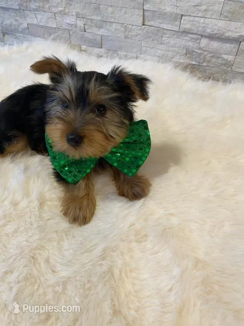 Potty Trained AKC Yorkie Finn – Yorkshire Terrier puppy for sale in Schaumburg, IL