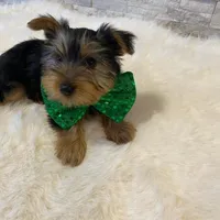 Potty Trained AKC Yorkie Finn, a male Yorkshire Terrier for sale in Schaumburg, IL – Photo 1 of 7