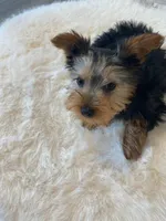 AKC Yorkie Finn Microchip, a male Yorkshire Terrier for sale in Schaumburg, IL – Photo 2 of 10