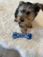 AKC Yorkie Finn Microchip, a male Yorkshire Terrier for sale in Schaumburg, IL – Photo 9 of 10