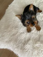Full AKC Yorkie Teacup Stella, a female Yorkshire Terrier for sale in Schaumburg, IL – Photo 2 of 10