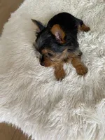 Full AKC Yorkie Teacup Stella, a female Yorkshire Terrier for sale in Schaumburg, IL – Photo 1 of 10