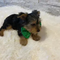 Potty Trained AKC Yorkie Finn, a male Yorkshire Terrier for sale in Schaumburg, IL – Photo 7 of 7