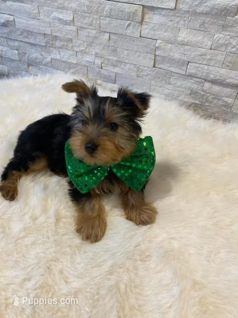 Full AKC Yorkie Finn