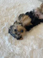 AKC Yorkie Finn Microchip, a male Yorkshire Terrier for sale in Schaumburg, IL – Photo 10 of 10