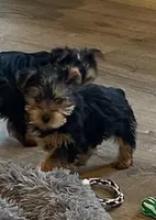 Full AKC Yorkie Finn, a male Yorkshire Terrier for sale in Schaumburg, IL – Photo 3 of 9