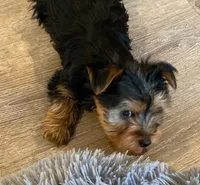 Full AKC Yorkie Finn, a male Yorkshire Terrier for sale in Schaumburg, IL – Photo 6 of 9