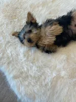 AKC Yorkie Finn Microchip, a male Yorkshire Terrier for sale in Schaumburg, IL – Photo 8 of 10