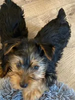 Full AKC Yorkie Finn, a male Yorkshire Terrier for sale in Schaumburg, IL – Photo 9 of 9
