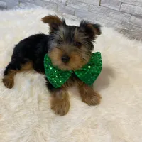 Potty Trained AKC Yorkie Finn, a male Yorkshire Terrier for sale in Schaumburg, IL – Photo 4 of 7