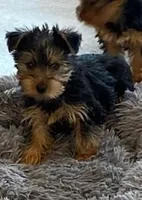 Full AKC Yorkie Finn, a male Yorkshire Terrier for sale in Schaumburg, IL – Photo 4 of 9