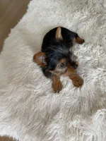 Full AKC Yorkie Teacup Stella, a female Yorkshire Terrier for sale in Schaumburg, IL – Photo 9 of 10
