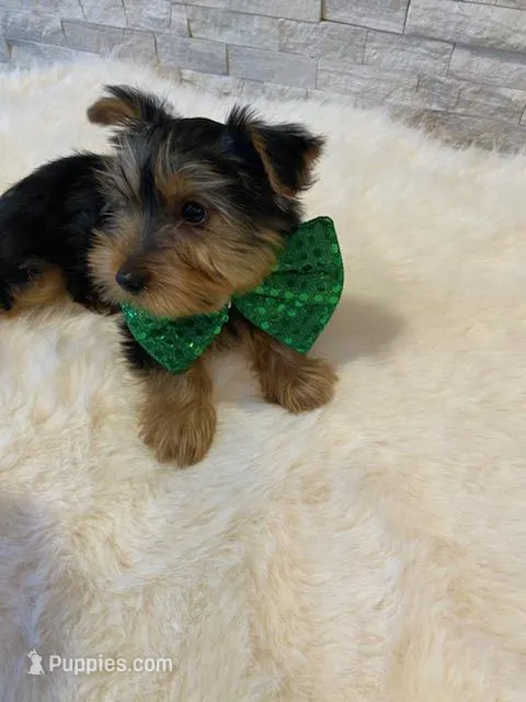Full AKC Yorkie Finn