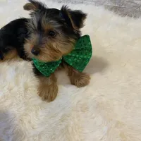 Potty Trained AKC Yorkie Finn, a male Yorkshire Terrier for sale in Schaumburg, IL – Photo 2 of 7