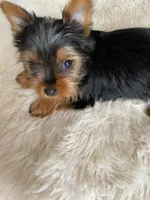 Full AKC Yorkie Teacup Stella, a female Yorkshire Terrier for sale in Schaumburg, IL – Photo 10 of 10