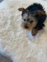 AKC Yorkie Finn Microchip, a male Yorkshire Terrier for sale in Schaumburg, IL – Photo 7 of 10