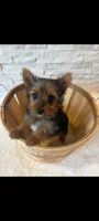 Full Akc Teacup Chloe , a female Yorkshire Terrier for sale in Schaumburg, IL – 6 of 10