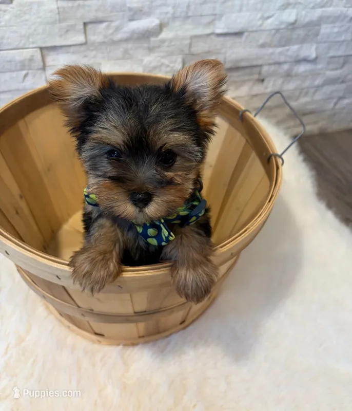Full Akc Teacup Dolly – Yorkshire Terrier puppy for sale in Schaumburg, IL