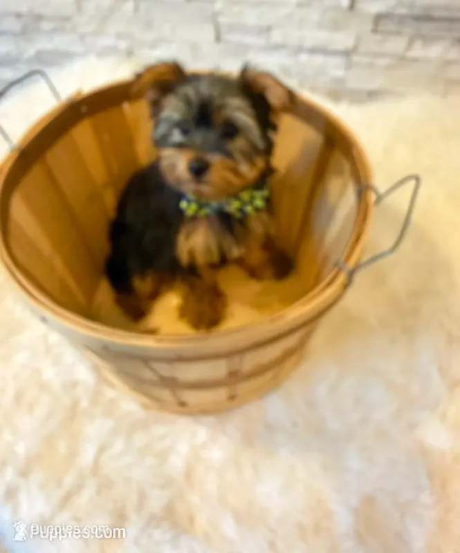 Full Akc Yorkie Buddy  Microchip – Yorkshire Terrier puppy for sale in Schaumburg, IL