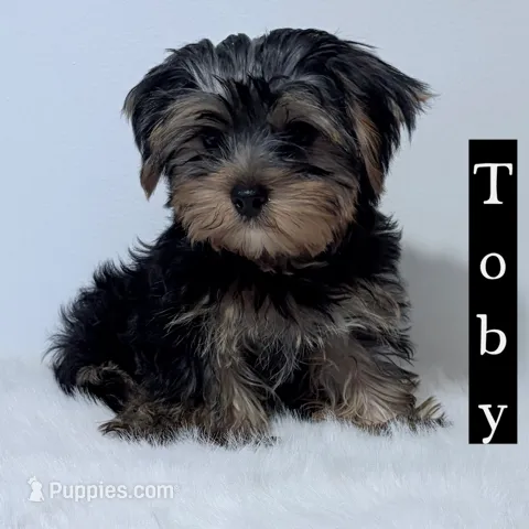 Full Akc Toby – Yorkshire Terrier puppy for sale in Schaumburg, IL