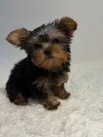Full AKC Yorkie Teacup Dolly, a female Yorkshire Terrier for sale in Schaumburg, IL – 2 of 3