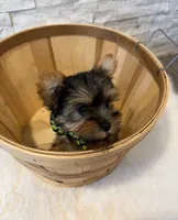 Full Akc Teacup Dolly, a female Yorkshire Terrier for sale in Schaumburg, IL – 2 of 10