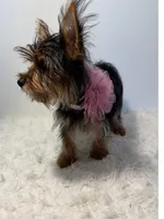 Bella, a female Yorkshire Terrier for sale in Schaumburg, IL – 7 of 7