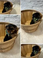 Full Akc Mia Microchip , a female Yorkshire Terrier for sale in Schaumburg, IL – 2 of 2