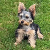 Full AKC Zeus Microchip, a male Yorkshire Terrier for sale in Schaumburg, IL – 4 of 4